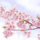 ３月２７日(月)～｢お花見フェア｣～テーマと優先アイテム
